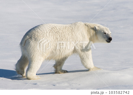 Polar bear on the pack ice Polar bear on the pack ice 103582742