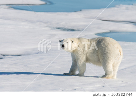 Polar bear on the pack ice Polar bear on the pack ice 103582744