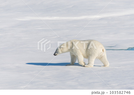 Polar bear on the pack ice Polar bear on the pack ice 103582746