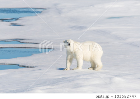 Polar bear on the pack ice 103582747