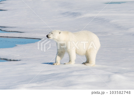 Polar bear on the pack ice Polar bear on the pack ice 103582748