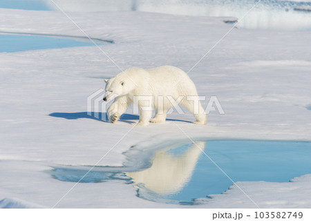Polar bear on the pack ice 103582749