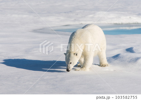 Polar bear on the pack ice 103582755