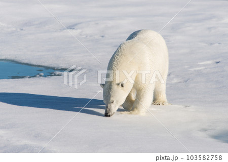 Polar bear on the pack ice Polar bear on the pack ice 103582758