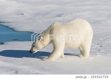 Polar bear on the pack ice 103582759
