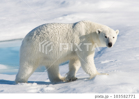 Polar bear on the pack ice 103582771