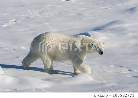 Polar bear on the pack ice Polar bear on the pack ice 103582773