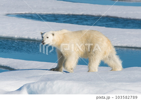 Polar bear on the pack ice 103582789