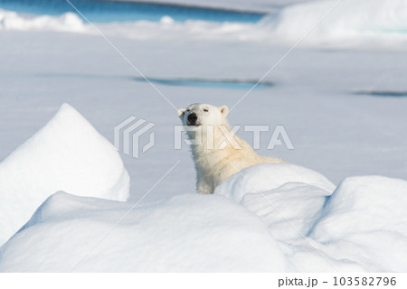 Polar bear sitting 103582796