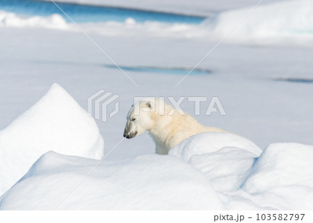 Polar bear sitting 103582797