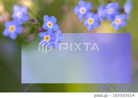 Postcard with flowers of forget-me-nots. Soft focus. Space for text. copy space 103583014