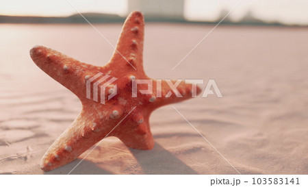 starfish on the sity beach starfish on the sity beach 103583141
