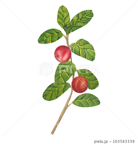 Hand drawn Watercolor Red lingonberry. Set of Cranberry. Illustration of forest wild plants. Isolated objects on white background for packaging design, postcards, print 103583339