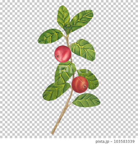 Hand drawn Watercolor Red lingonberry. Set of Cranberry. Illustration of forest wild plants. Isolated objects on white background for packaging design, postcards, print Hand drawn Watercolor Red lingonberry. Set of Cranberry. Illustration of forest wild plants. Isolated objects on white background for packaging design, postcards, print 103583339