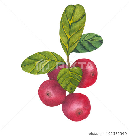 Hand drawn Watercolor Red lingonberry. Set of Cranberry. Illustration of forest wild plants. Isolated objects on white background for packaging design, postcards, print 103583340