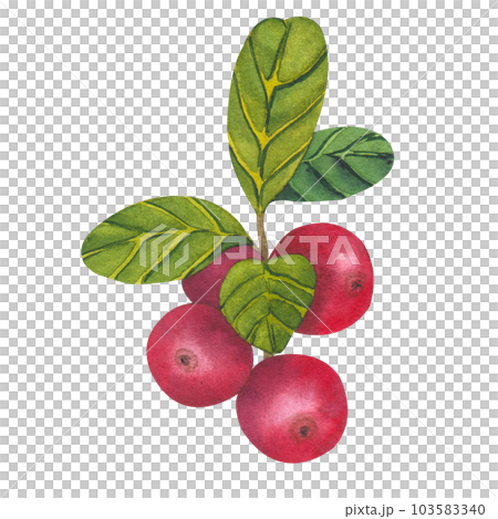 Hand drawn Watercolor Red lingonberry. Set of Cranberry. Illustration of forest wild plants. Isolated objects on white background for packaging design, postcards, print Hand drawn Watercolor Red lingonberry. Set of Cranberry. Illustration of forest wild plants. Isolated objects on white background for packaging design, postcards, print 103583340