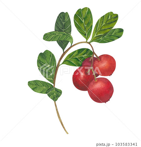 Hand drawn Watercolor Red lingonberry. Set of Cranberry. Illustration of forest wild plants. Isolated objects on white background for packaging design, postcards, print 103583341
