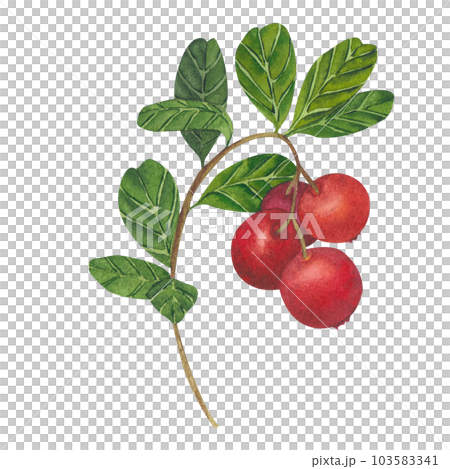 Hand drawn Watercolor Red lingonberry. Set of Cranberry. Illustration of forest wild plants. Isolated objects on white background for packaging design, postcards, print Hand drawn Watercolor Red lingonberry. Set of Cranberry. Illustration of forest wild plants. Isolated objects on white background for packaging design, postcards, print 103583341