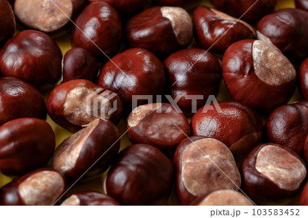 Pile of peeled shiny horse chestnuts Pile of peeled shiny horse chestnuts 103583452