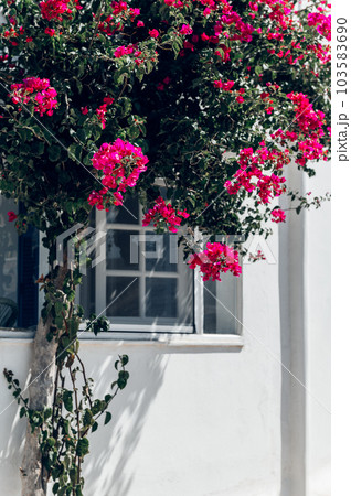 Bougainvillea tree in Greece 103583690