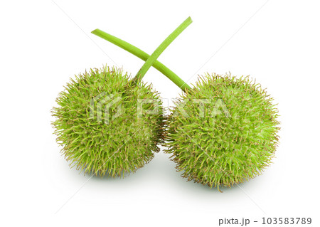 fruit of sycamore plane tree isolated on white bacground with full depth of field fruit of sycamore plane tree isolated on white bacground with full depth of field 103583789