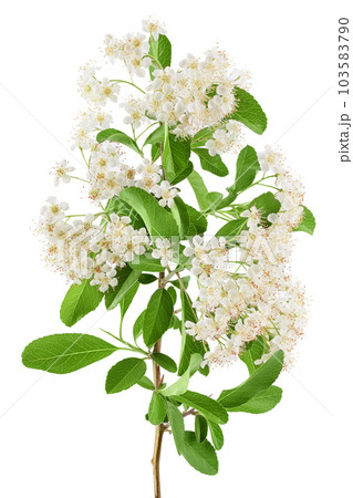 Pyracantha flowering branch isolated on white background 103583790