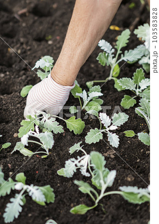 Hands in gloves, gardening. Farmer planting seedling in ground. Seasonal works in garden Hands in gloves, gardening. Farmer planting seedling in ground. Seasonal works in garden 103583828