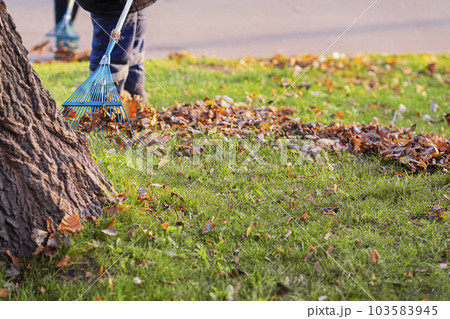 Autumn, leaf fall. Cleaning sidewalk from fallen leaves with rake, seasonal city job Autumn, leaf fall. Cleaning sidewalk from fallen leaves with rake, seasonal city job 103583945