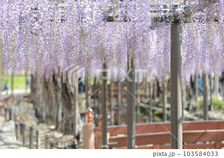 藤棚の花が優しく包み込む癒しの空間(天王川公園の藤 愛知県 津島市) 藤棚の花が優しく包み込む癒しの空間(天王川公園の藤 愛知県 津島市) 103584033