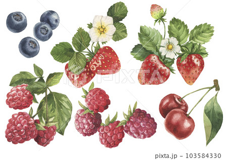 Watercolor berries set hand drawn illustration. Blueberry strawberry cherry raspberry. Fresh berry 103584330