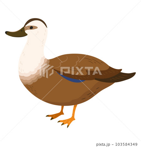 シンプルで可愛い茶色いカルガモの手描きのイラスト 主線なし シンプルで可愛い茶色いカルガモの手描きのイラスト 主線なし 103584349