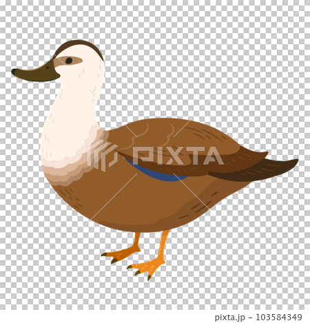 シンプルで可愛い茶色いカルガモの手描きのイラスト 主線なし シンプルで可愛い茶色いカルガモの手描きのイラスト 主線なし 103584349