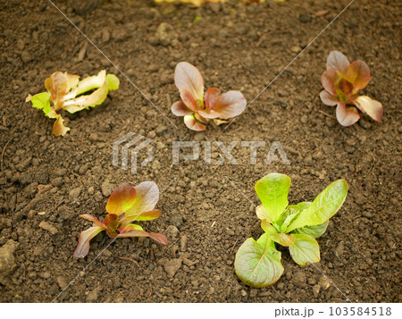 Seedlings Lactuca sativa lettuce green red leaves vegetable butterhead bio capitata young planting detail greenhouse foil field crop farm farming garden salad growing organic curly close-up Europe Seedlings Lactuca sativa lettuce green red leaves vegetable butterhead bio capitata young planting detail greenhouse foil field crop farm farming garden salad growing organic curly close-up Europe 103584518