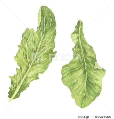 Watercolor green salad illustration. Hand drawn lettuce illustration isolated on white Watercolor green salad illustration. Hand drawn lettuce illustration isolated on white 103584560