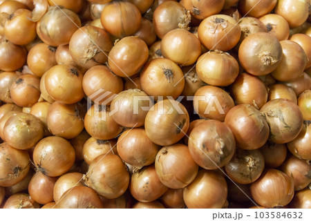 北海道の玉ねぎ 北海道の玉ねぎ 103584632