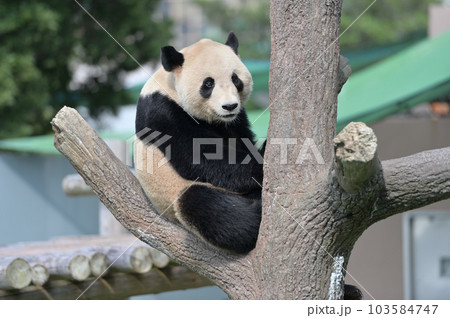 おいしいおやつにご満悦の永浜 おいしいおやつにご満悦の永浜 103584747