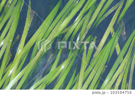 東京湾のアマモ場　神奈川県横須賀市　 103584758