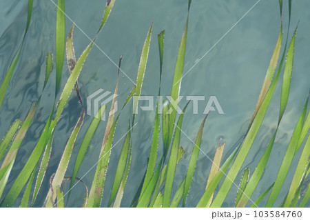 東京湾のアマモ場　神奈川県横須賀市　 103584760