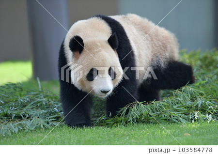 お散歩中の海浜 103584778