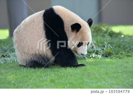 まったりくつろぐ陽浜 103584779