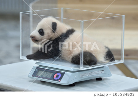 体重測定中の優浜 体重測定中の優浜 103584905