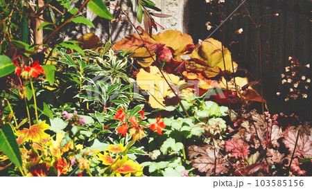 寄せ植え花壇（ヒューケラ・斑入りアセビ・もみじ葉ゼラニウム・ラミウム・ティーツリー） 103585156