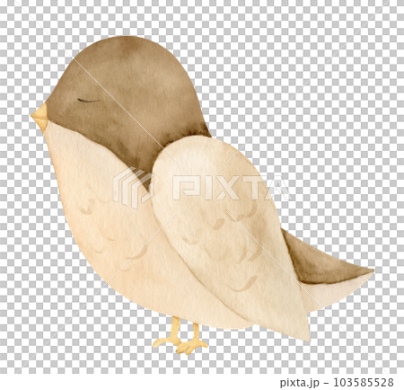 Cute little Bird. Hand draw watercolor illustration of sparrow on white isolated background for Baby Shower greeting cards or newborn invitations in cartoon style. Drawing for childish textile. 103585528