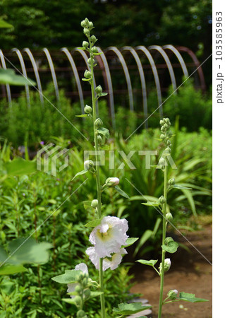 夏の花:タチアオイ 垂直に伸びる茎を持ち、花を穂状につけ、下から順々に咲き上がる。 夏の花:タチアオイ 垂直に伸びる茎を持ち、花を穂状につけ、下から順々に咲き上がる。 103585963