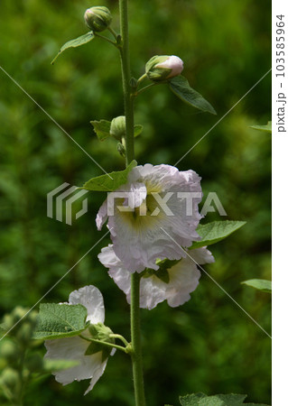 夏の花:タチアオイ 垂直に伸びる茎を持ち、花を穂状につけ、下から順々に咲き上がる。 夏の花:タチアオイ 垂直に伸びる茎を持ち、花を穂状につけ、下から順々に咲き上がる。 103585964