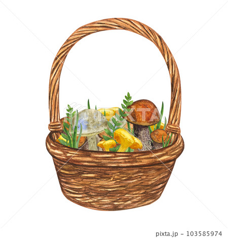 Wicker basket with edible mushrooms, grass, leaves. Autumn still-life. Composition of forest gifts. Hand-drawn watercolor illustration on white background. For postcard, printing, wrapping 103585974