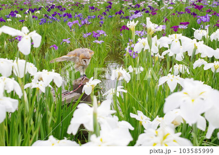 フクロウと花菖蒲 103585999