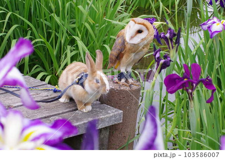 フクロウと花菖蒲 103586007