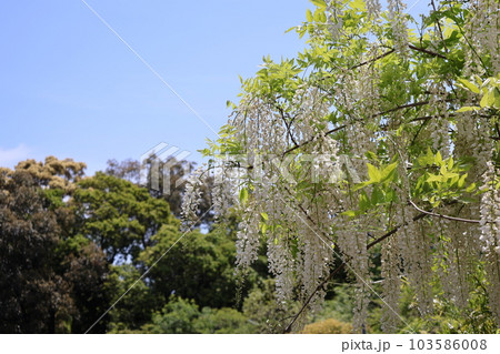 青空と緑の葉の木々と白い花びらの白野田という藤の花が咲く風景 103586008