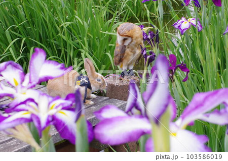 フクロウと花菖蒲 103586019